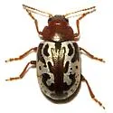 Calligrapha piceicollis - photo 5