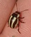 Calligrapha praecelsis - photo 2