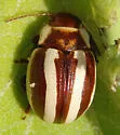 Calligrapha praecelsis - photo 3