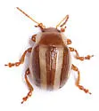Calligrapha praecelsis - photo 4
