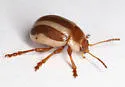 Calligrapha praecelsis - photo 5