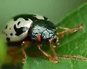 Calligrapha pruni - photo 2