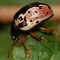 Calligrapha rhoda - photo 2