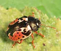 Calligrapha rhoda - photo 4
