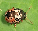 Calligrapha rhoda - photo 5