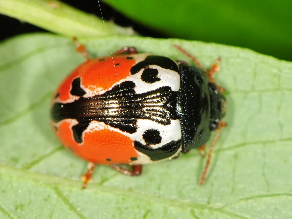 Calligrapha rowena - photo 2