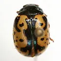 Elm Calligrapha - photo 2