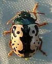 Elm Calligrapha - photo 3