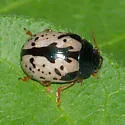 Elm Calligrapha - photo 4