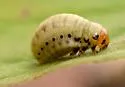 Elm Calligrapha - photo 5