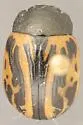 Calligrapha sigmoidea