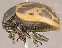 Calligrapha sigmoidea - photo 2