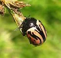 Calligrapha sigmoidea - photo 3
