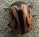 Calligrapha sigmoidea - photo 4