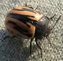 Calligrapha sigmoidea - photo 5