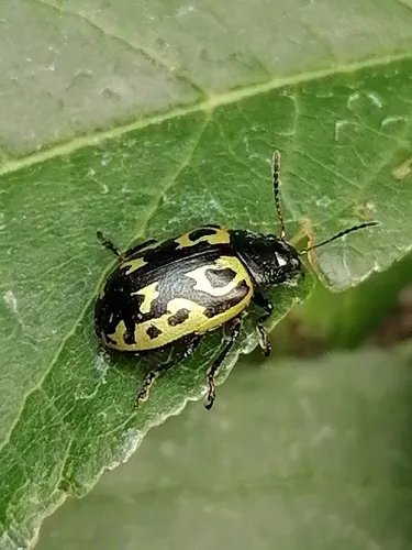 Calligrapha signatipennis - photo 2