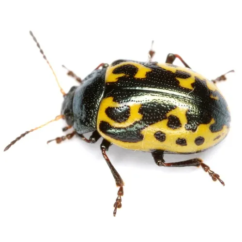 Calligrapha signatipennis - photo 3