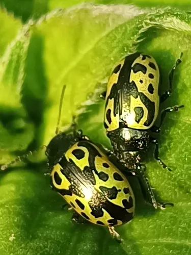 Calligrapha signatipennis - photo 4