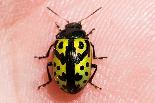 Calligrapha signatipennis - photo 5