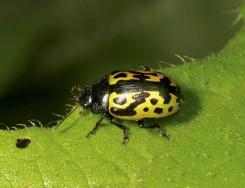 Calligrapha signatipennis - photo 6