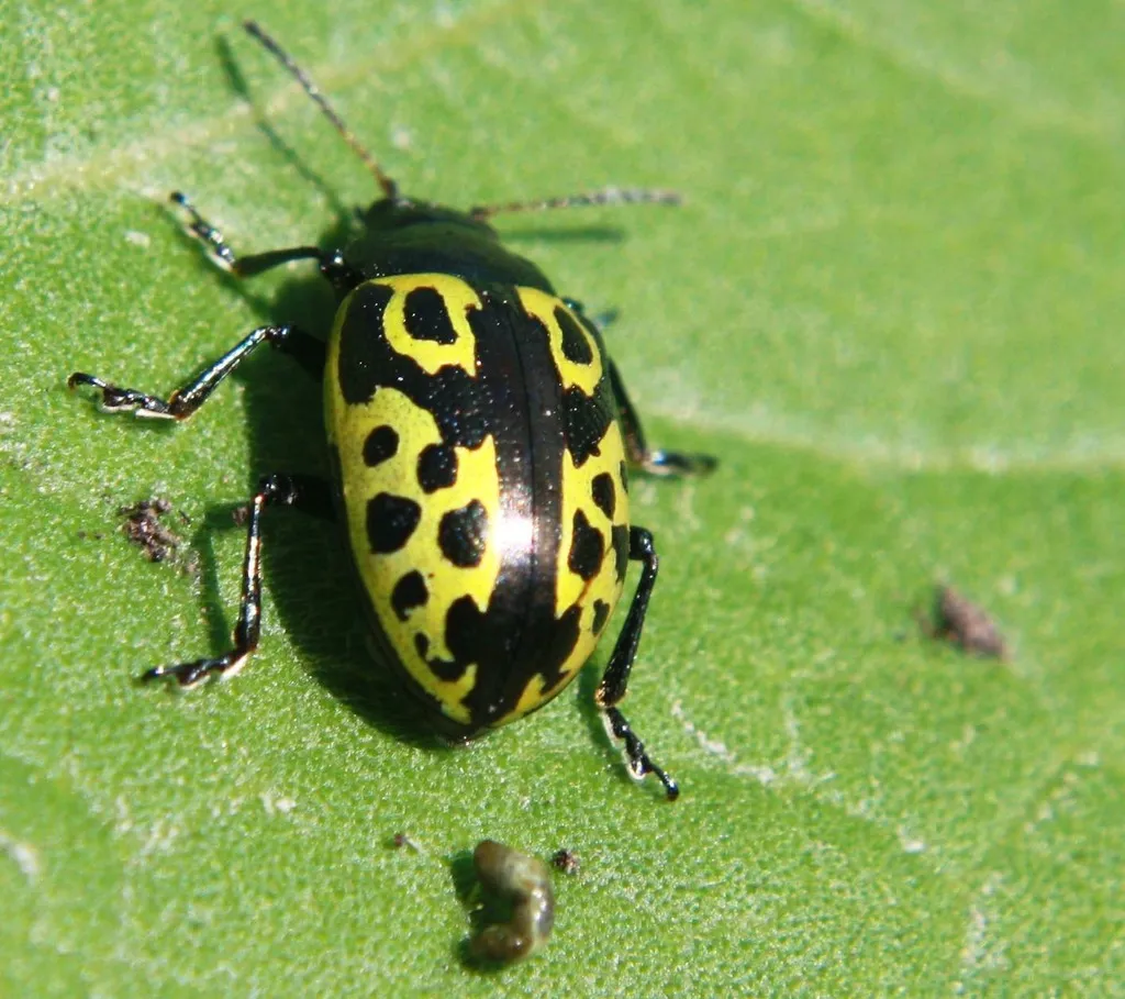 Calligrapha signatipennis - photo 7