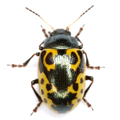 Calligrapha signatipennis - photo 8