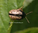 Calligrapha spiraea - photo 3
