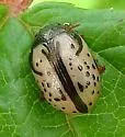 Calligrapha spiraea - photo 4
