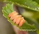 Calligrapha spiraea - photo 5