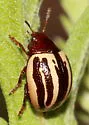 Ragweed Leaf Beetle - Calligrapha suturalis