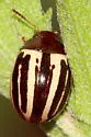 Ragweed Leaf Beetle - photo 2