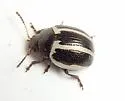 Ragweed Leaf Beetle - photo 3