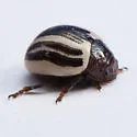 Ragweed Leaf Beetle - photo 4