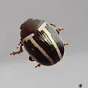 Ragweed Leaf Beetle - photo 5