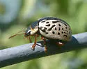 Calligrapha suturella - Calligrapha suturella