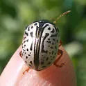 Calligrapha suturella - photo 2