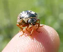 Calligrapha suturella - photo 4