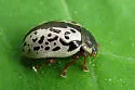 Calligrapha suturella - photo 5