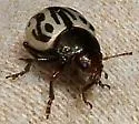 Calligrapha tortuosa - photo 2