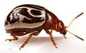 Calligrapha tortuosa - photo 3
