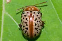 Calligrapha verrucosa - Calligrapha verrucosa