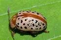 Calligrapha verrucosa - photo 2