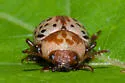 Calligrapha verrucosa - photo 3