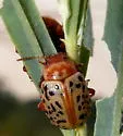 Calligrapha verrucosa - photo 4
