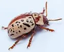 Calligrapha verrucosa - photo 5