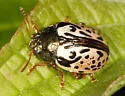 Calligrapha vicina - photo 2