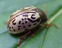 Calligrapha vicina - photo 3