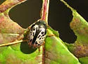 Calligrapha vicina - photo 4