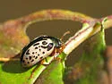 Calligrapha vicina - photo 5