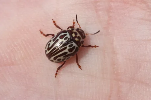 Calligrapha wickhami